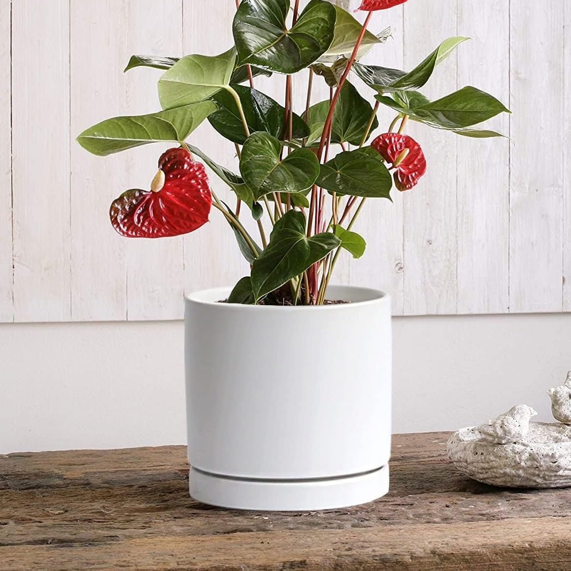 Yukfona Ceramic Plant Saucer Tray 1 Pcs 12 Inch White, 12.5" OD x11.9 ID x1.6 Deep| Fits Flower pots Bottom≤ 11.9"