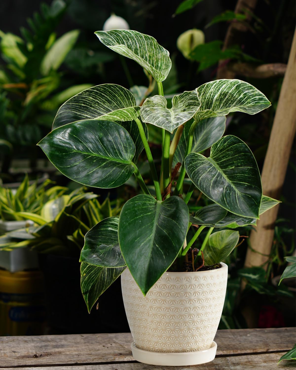 Plant Pots, Flower Pots, Planters for Indoor Plants(6.5+5.5inch), Flower Pots for Indoor Plant with Drainage Hole and