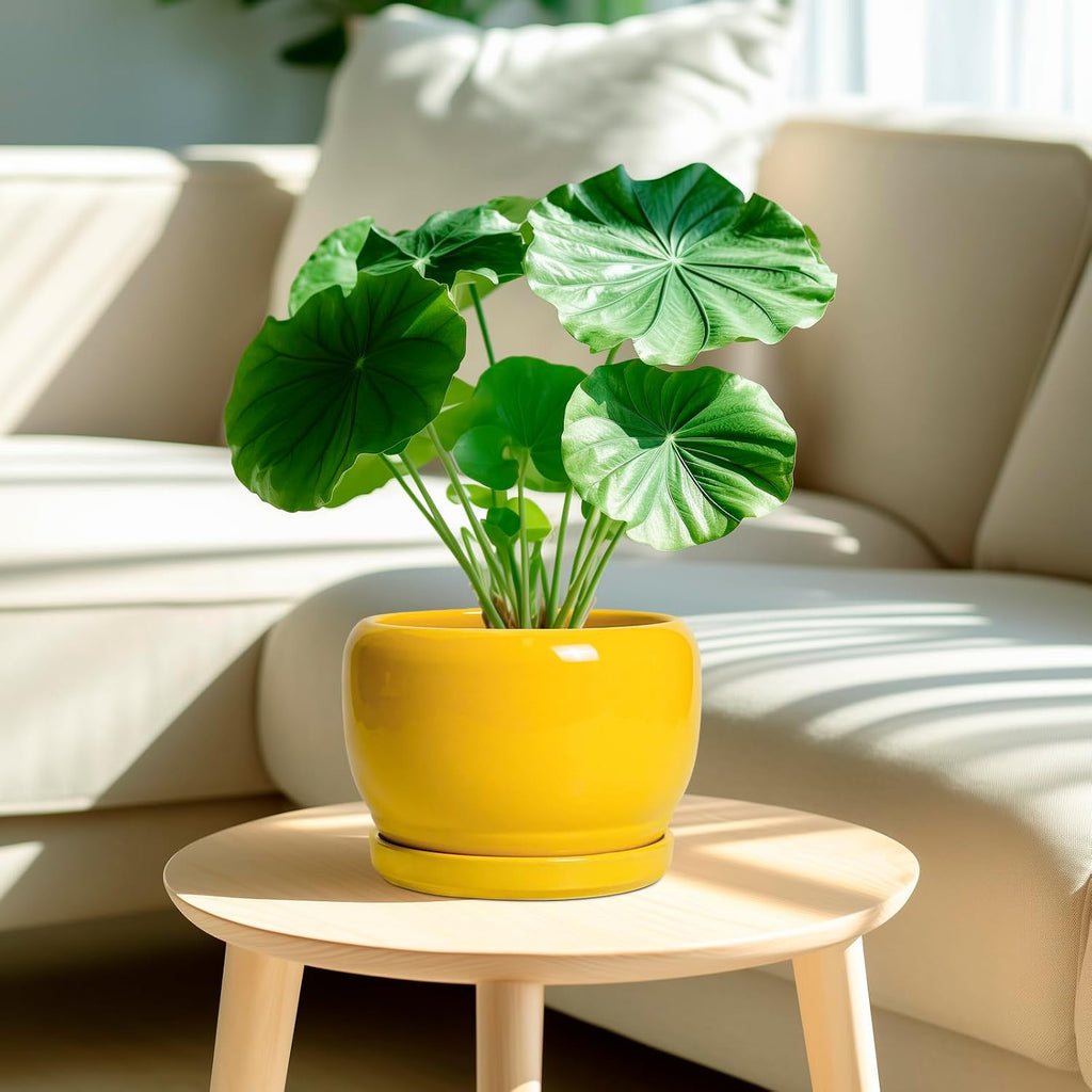 SQOWL Ceramic Plant Pot - 8 Inch Planter for Indoor Outdoor, Decorative Plant Pot with Drainage Hole and Saucer, Modern