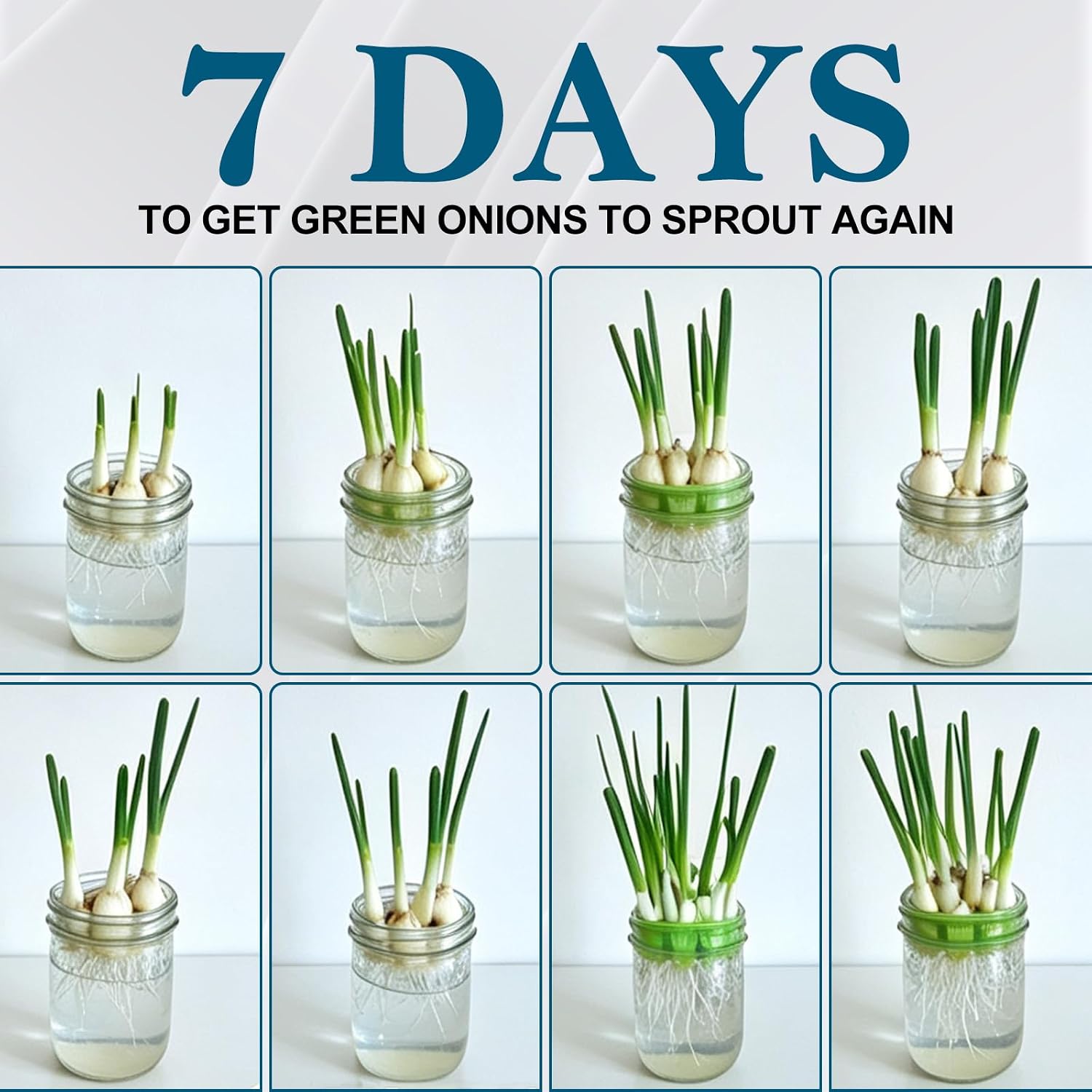 Seed Sprouting Kit, 2 Wide Mouth Mason Jars with Sprout Lids, Green Onion Regrower, Stainless Steel Stand, Drain Tray