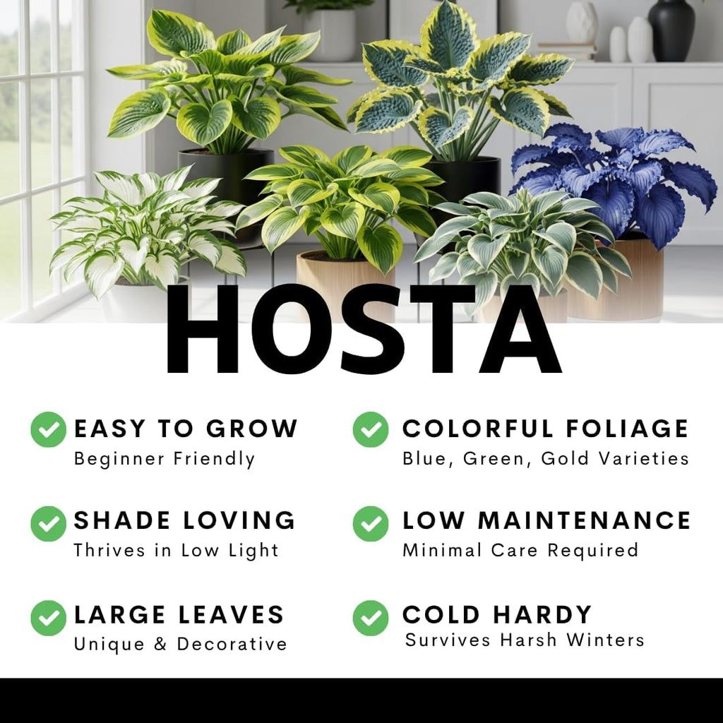 Blue Angel Giant Hosta Plant for Growing - Perennial Shade Plant - Large Blue Green Foliage - Easy to Grow Outdoor