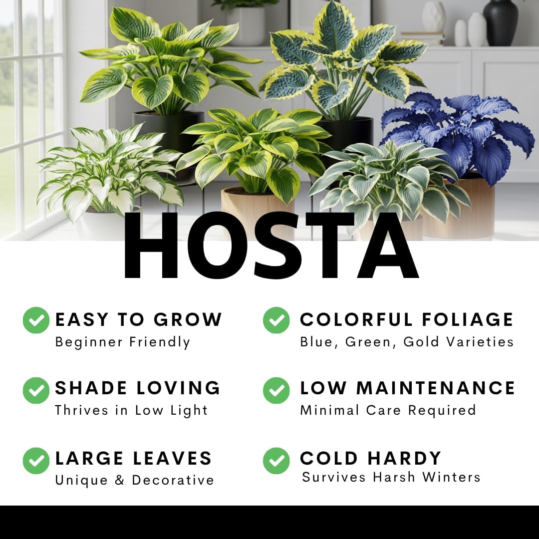 Blue Angel Giant Hosta Plant for Growing - Perennial Shade Plant - Large Blue Green Foliage - Easy to Grow Outdoor