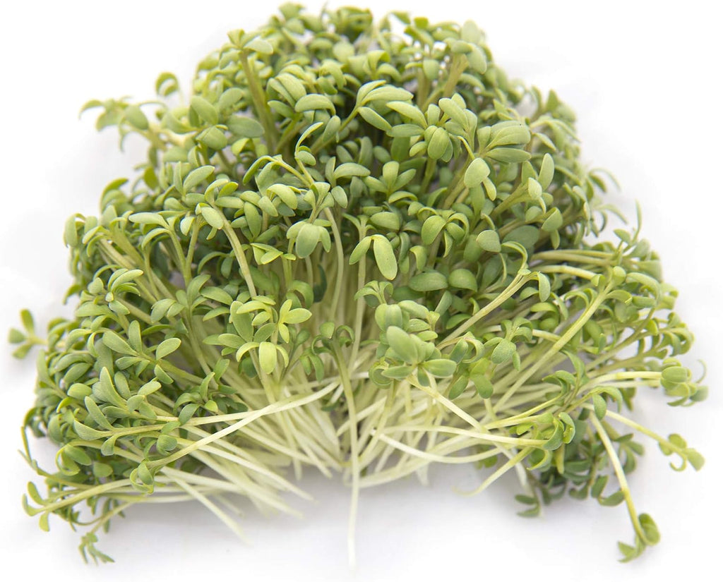 Spicy Microgreens Seed Variety Pack for Planting | Contains Super Spicy Microgreen Mix, Rainbow Radish Mix, Garden
