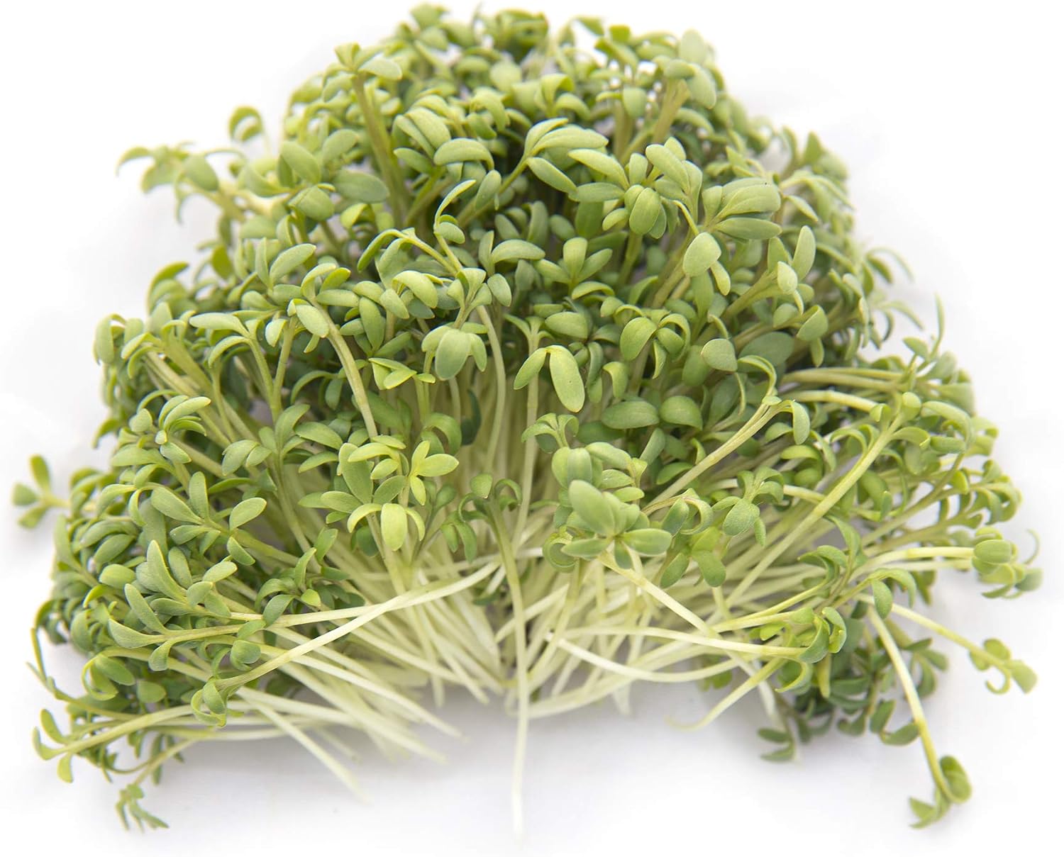 Spicy Microgreens Seed Variety Pack for Planting | Contains Super Spicy Microgreen Mix, Rainbow Radish Mix, Garden