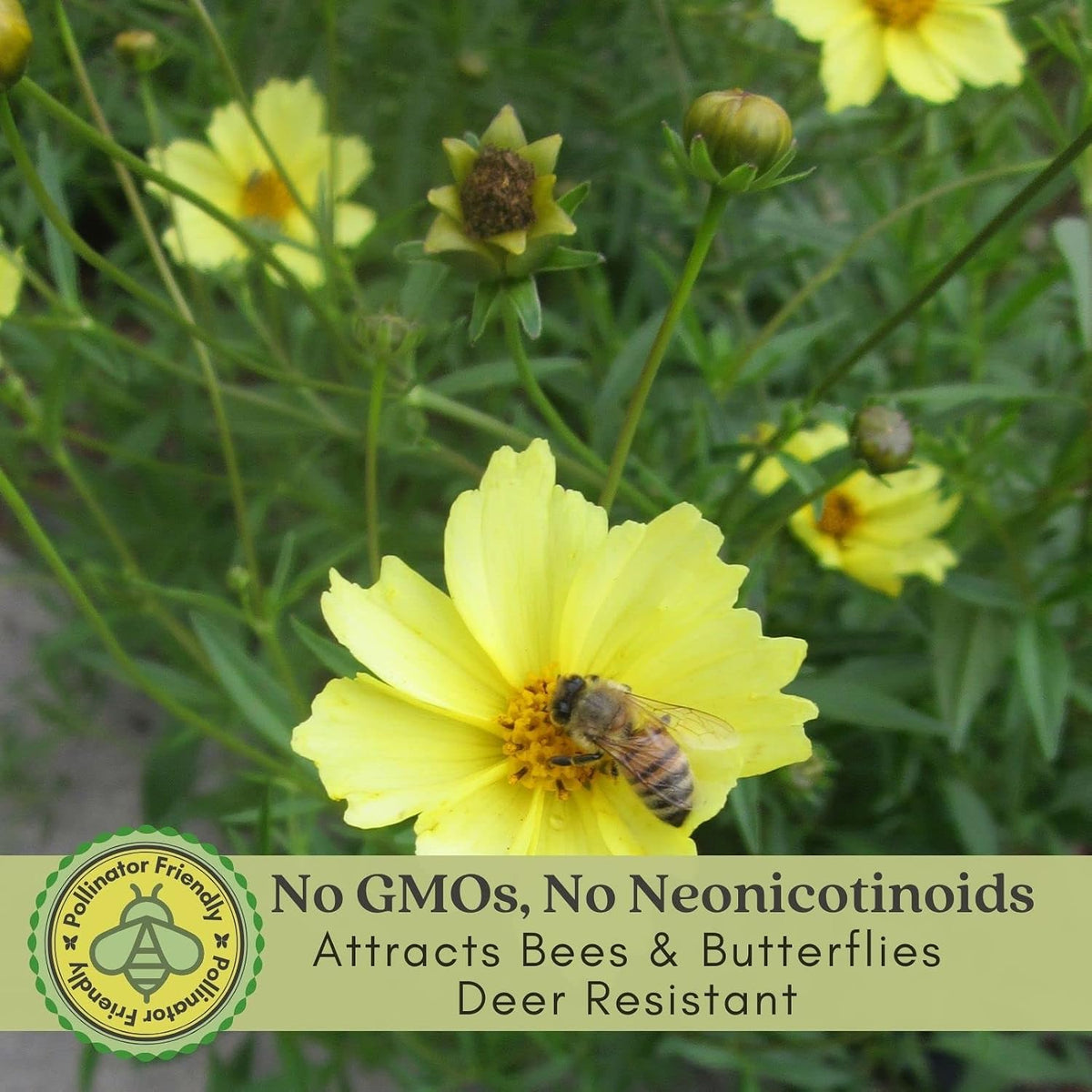 Clovers Garden Coreopsis Moonbeam (Tickseed) Plants – Two (2) Live Plants – Non-GMO - Not Seeds - Each 4" to 8" Tall –