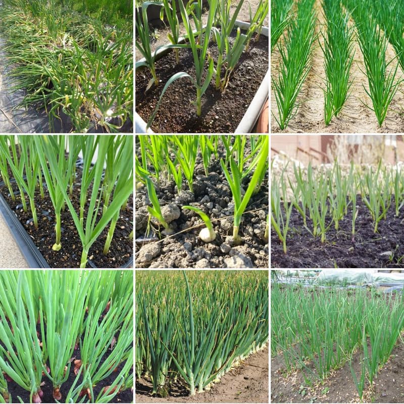 1 Lb Mix Hardneck Garlic Bulbs for Planting, Vegetable Garden | High Yield, Well-Drained Soil, Zones 3-9 Hardy, Autumn