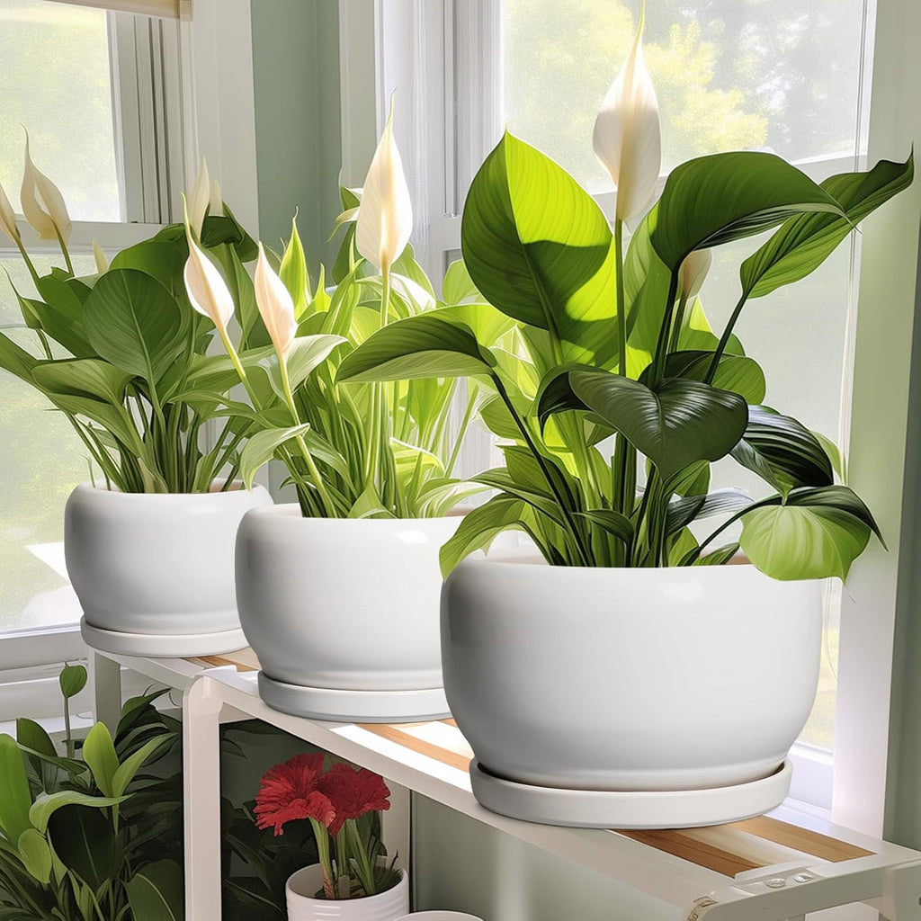 SQOWL Ceramic Flower Pots - 6 Inch Plant Pot Indoor Outdoor, Ceramic Planter with Drainage Hole and Saucer, Modern