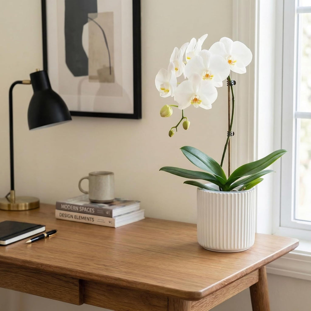 Orchid Pot,Ceramic Plant Pot with Clear Pot,5 inch,White,2pack | self watering,Dual-Pot System,Root Visibility,Flexible