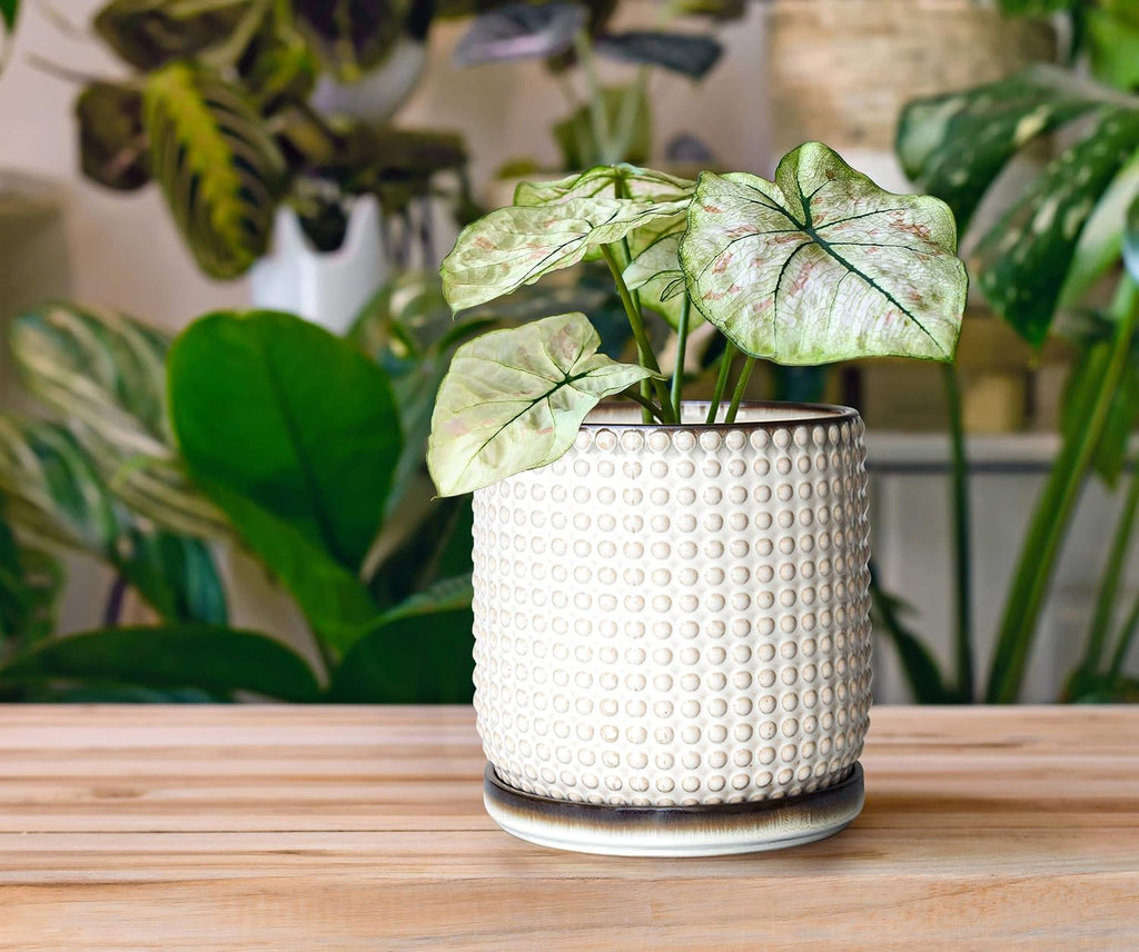 D'vine Dev Beaded Ceramic Pot with Saucer, 6 in, Smoked White, 27-C-X-1 | Embossed Dot Texture, Smooth Glazed Finish