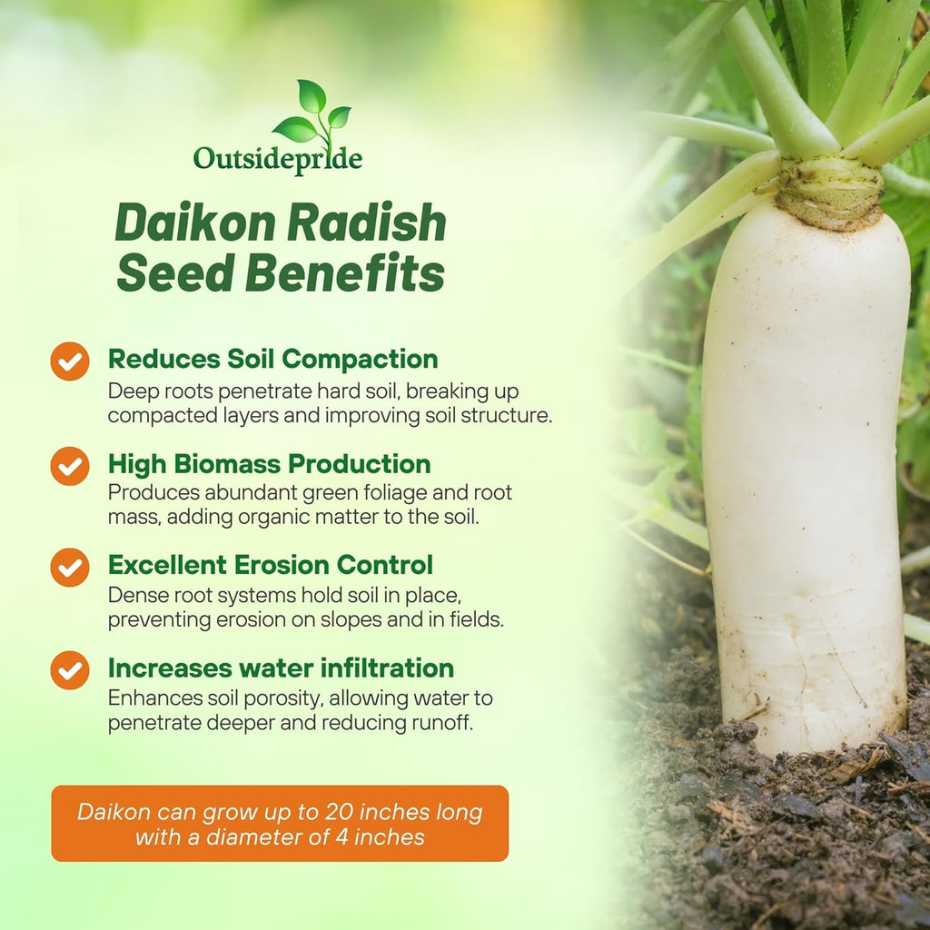 Outsidepride Annual Daikon Radish Seeds - 5 lbs. Chinese, Japanese, & Oriental Radish Seeds for Soil Health, Erosion