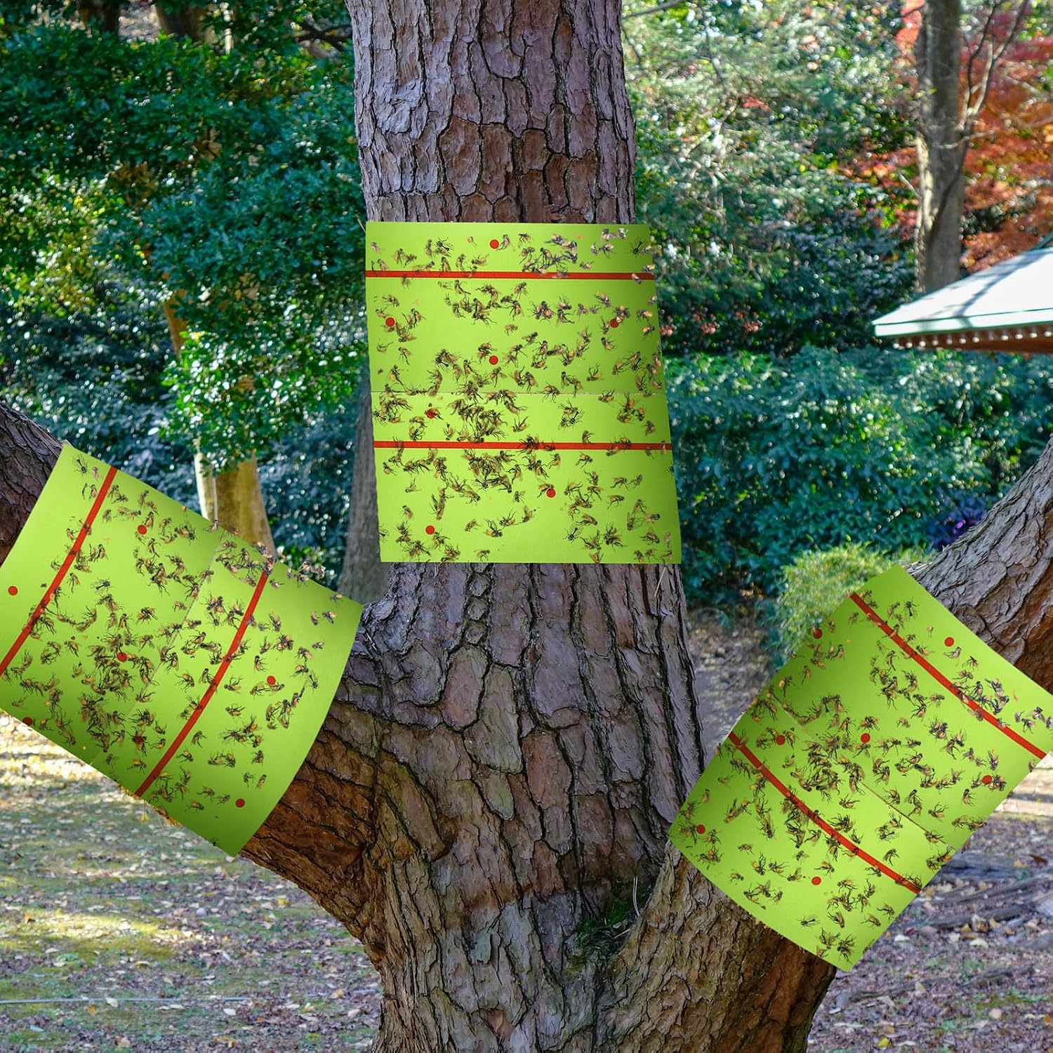 Qualirey 4 Rolls Spotted Lantern Fly Tree Tape Trap 30ft,Green | Sticky Paper for Orchard Protection, Outdoor Pest