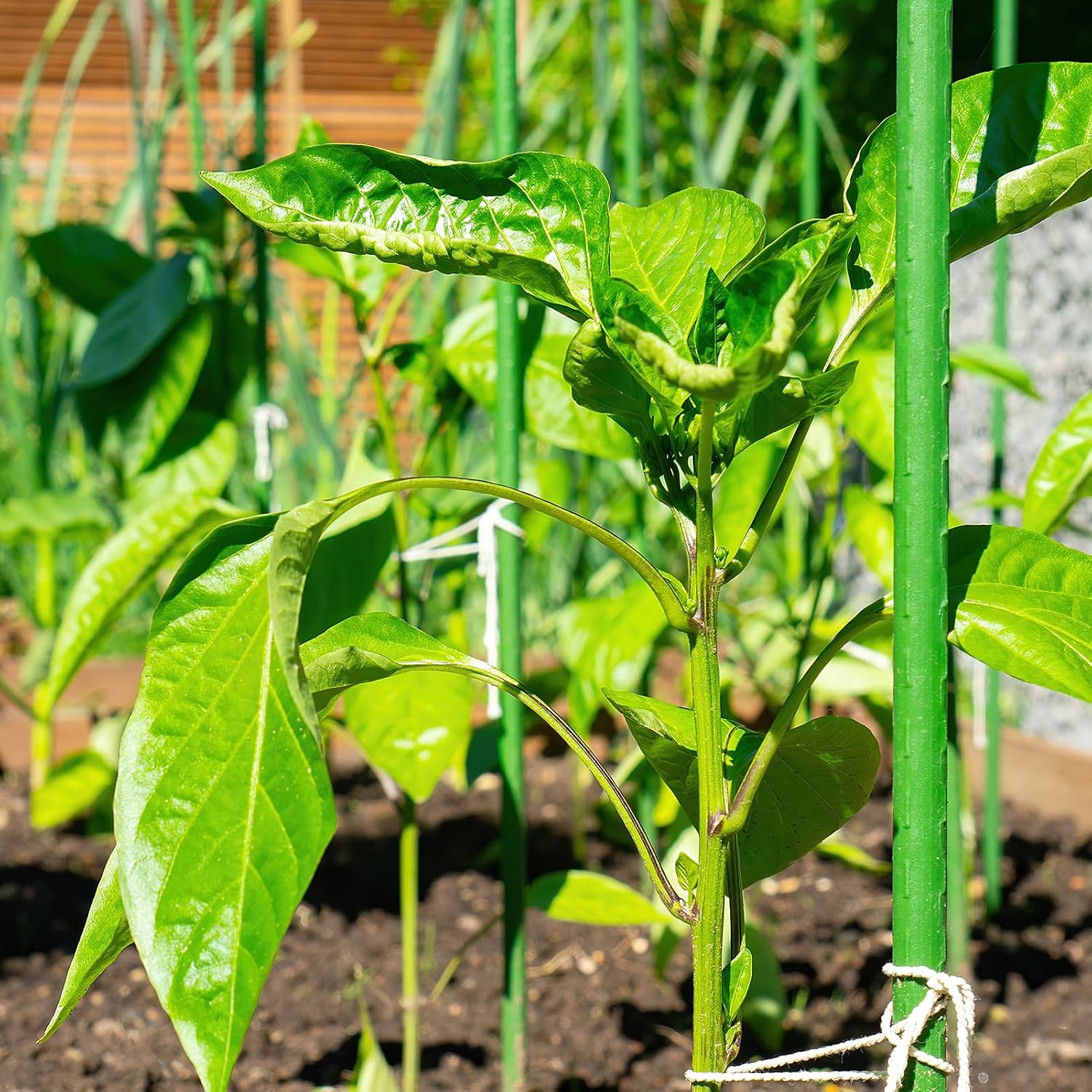 30'' Plant Stakes 50PCS, Steel 2.5ft Supports for Climbing Plants & Tomatoes