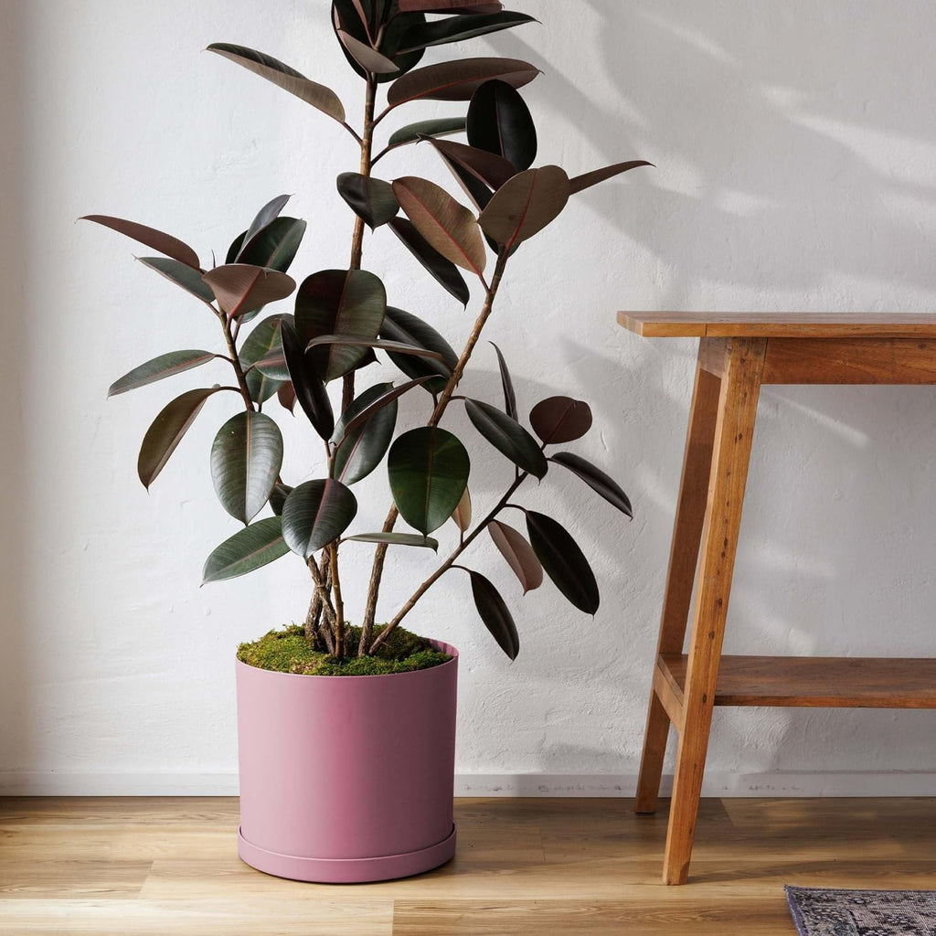 Bloem Mathers 10" Plastic Planter - Modern Indoor Pot with Drainage Holes and Saucer Tray, Dusty Rose
