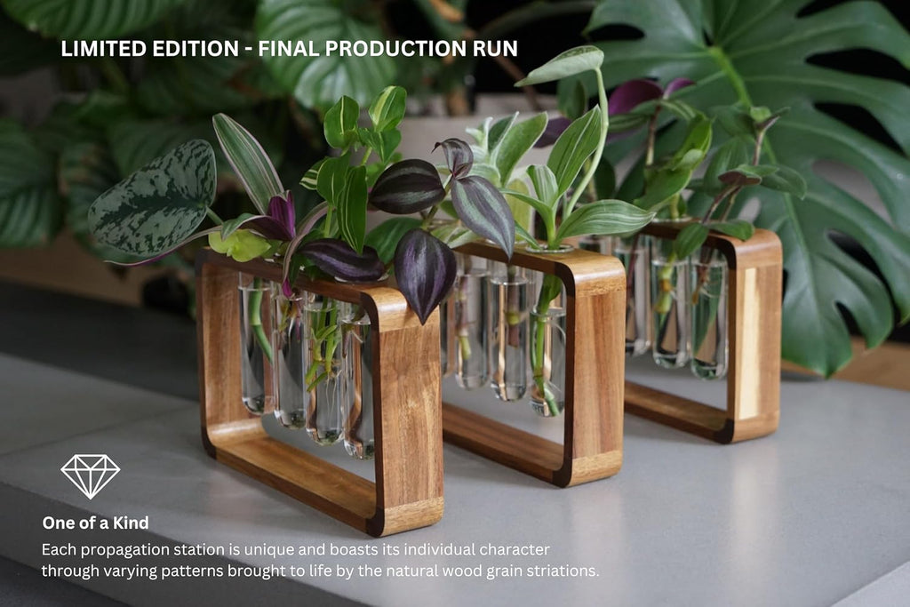 Source & Plot Plant Propagation Station - Acacia Wood Stand with 4 Glass Test Tubes, Tabletop Hydroponic Terrarium