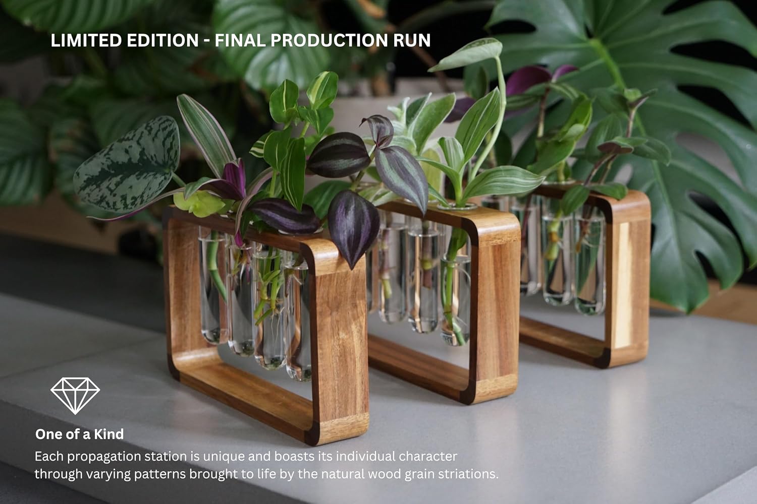 Source & Plot Plant Propagation Station - Acacia Wood Stand with 4 Glass Test Tubes, Tabletop Hydroponic Terrarium