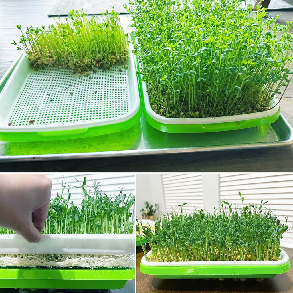 10 Pack 12.6 x 10 x 4.8 inch Microgreens Growing Trays with Lids, BPA-Free Sprouting Trays, Germination Tray for Beans