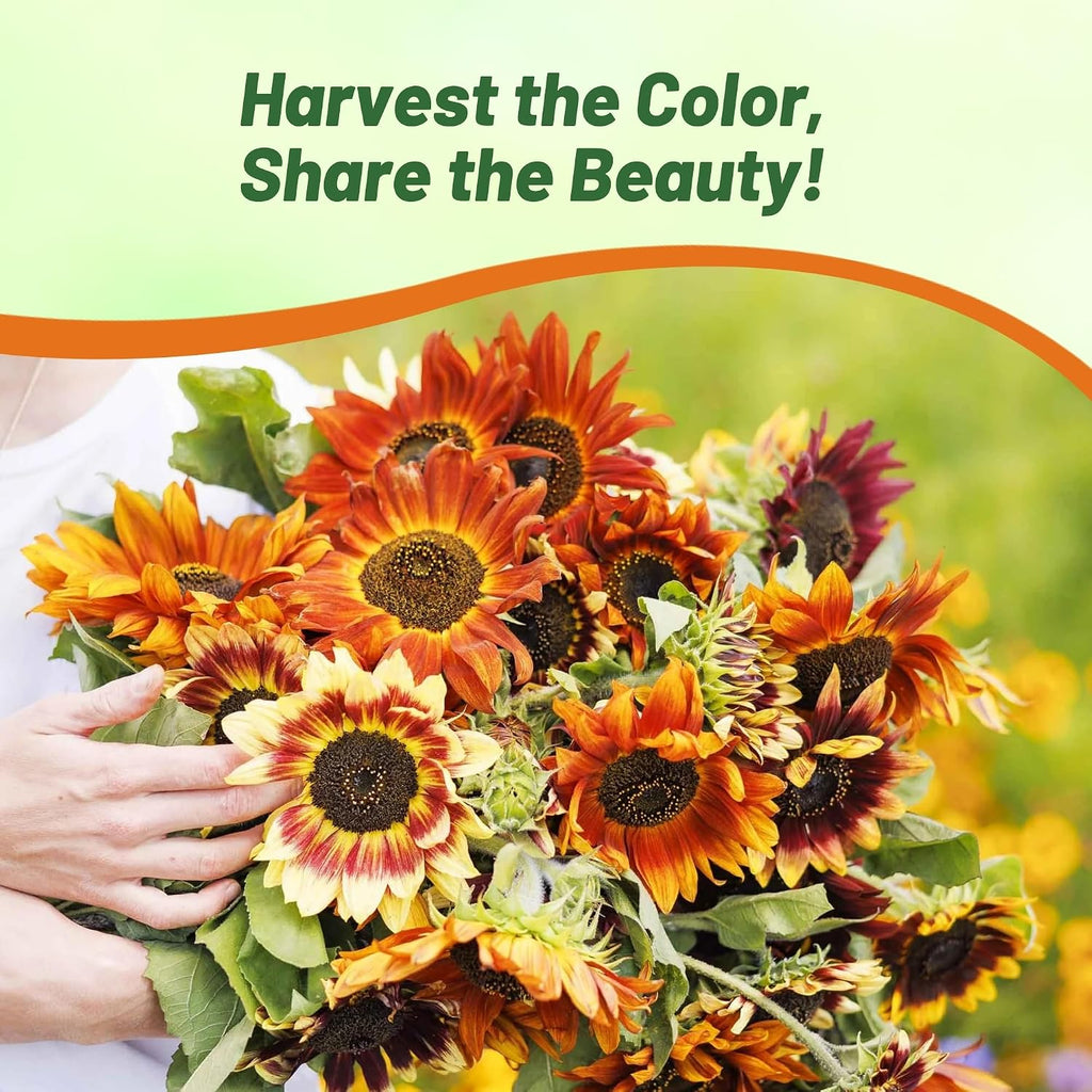 Outsidepride Autumn Beauty Sunflower Seeds for Planting - 1 Lb. Annual, Easy to Grow Flower Seeds w/Vibrant, Abundant