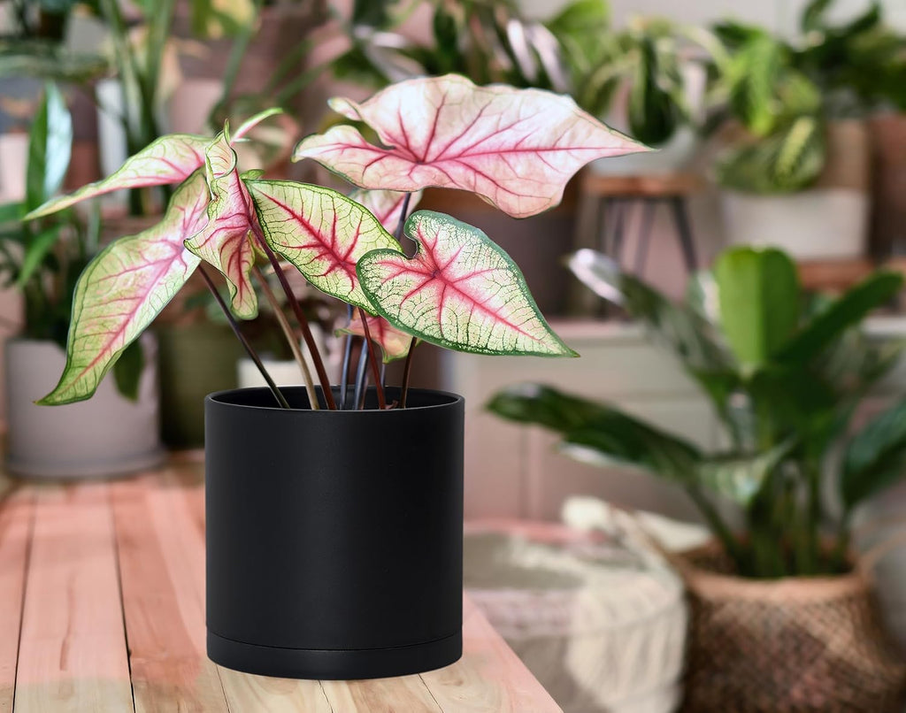 D'vine Dev 2-Pack Black Plastic Planters with Saucers, 6 in, 74-Y-J-1 | Lightweight Durable Build, Matte Finish