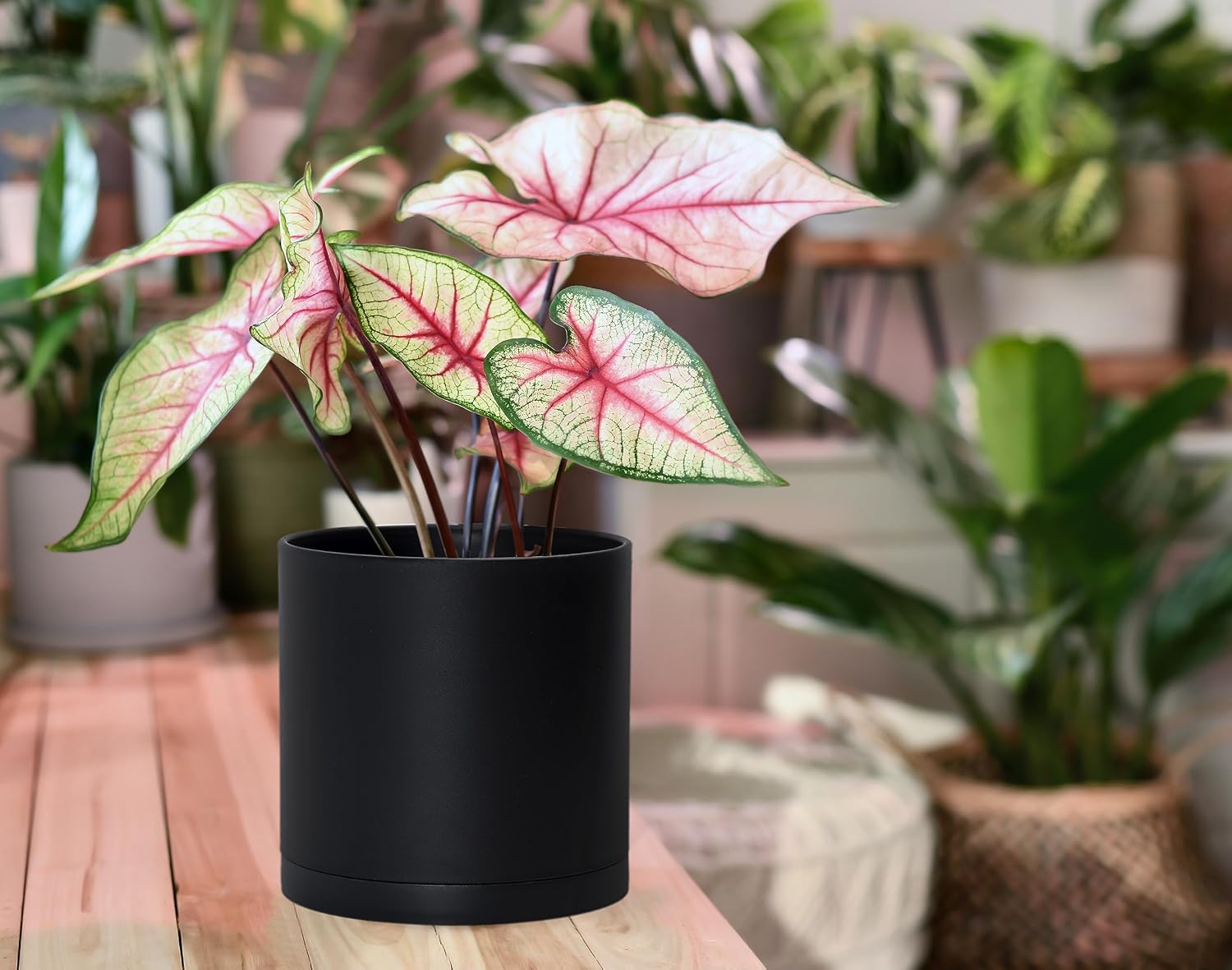 D'vine Dev 2-Pack Black Plastic Planters with Saucers, 6 in, 74-Y-J-1 | Lightweight Durable Build, Matte Finish