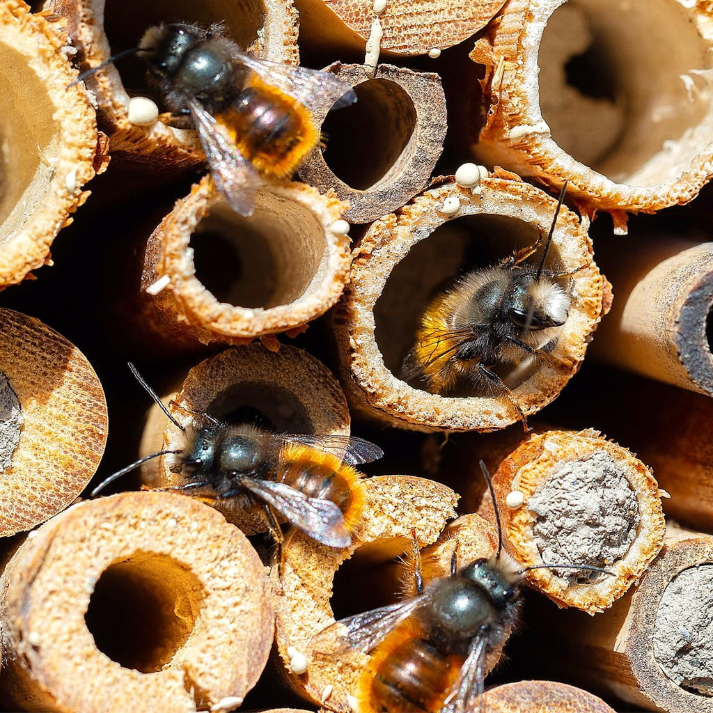 Mipcase Natural Reed Bee Tubes 200 Pack Bee House Tubes Refill Mason Tube Replacements for Pollination Breeding