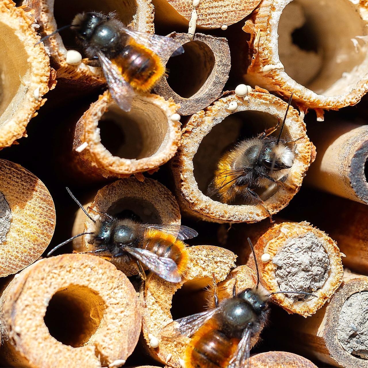 Mipcase Natural Reed Bee Tubes 200 Pack Bee House Tubes Refill Mason Tube Replacements for Pollination Breeding