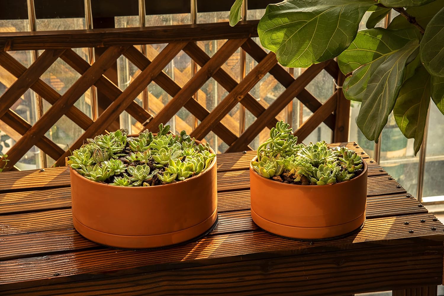 D'vine Dev Terracotta Shallow Planter Pot with Saucer, 10 in, 40-Y-B-0 | Wide Bowl Design, Unglazed Terracotta, Porous