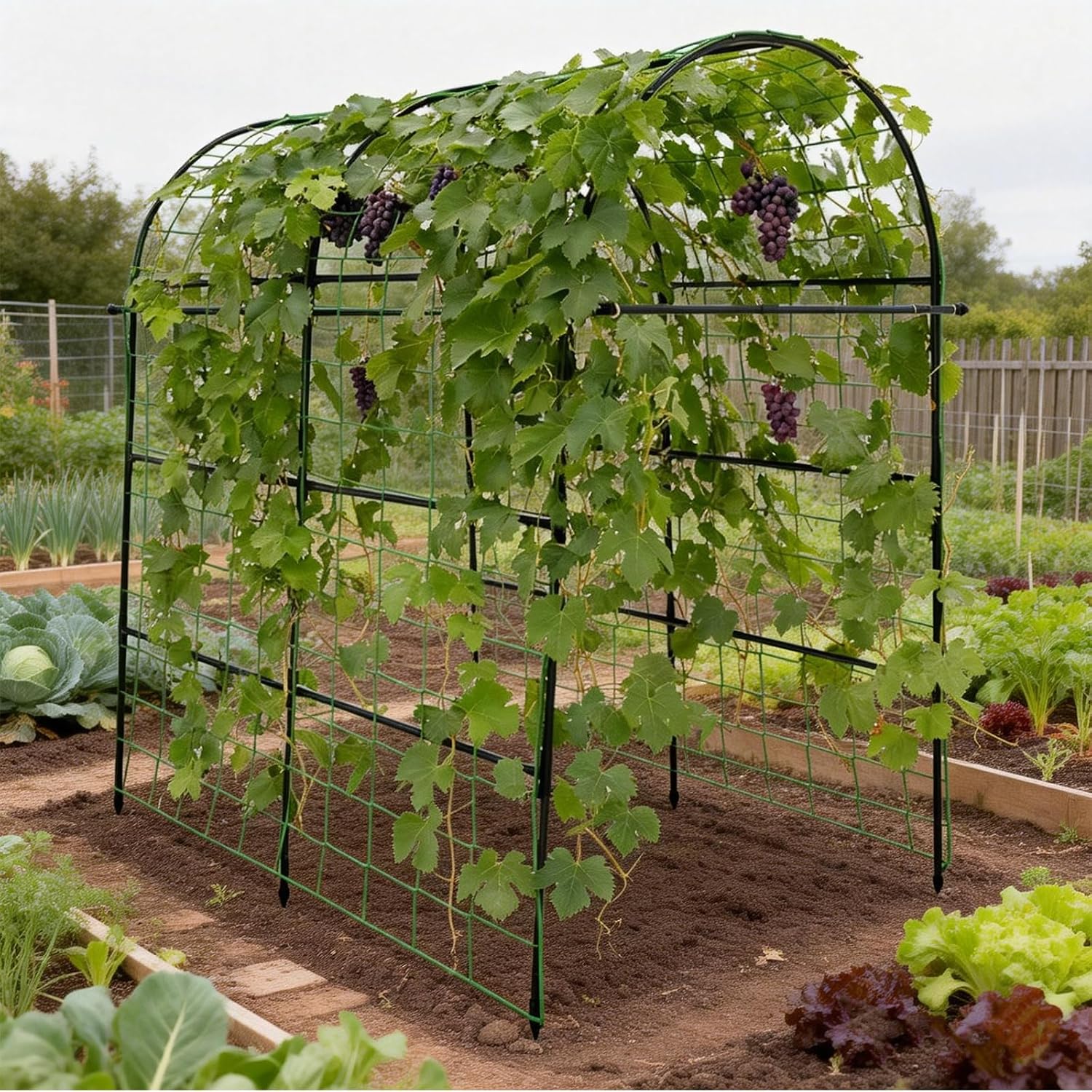 Garden Arch Trellis for Climbing Plants Outdoor - 83" H*71" W*43" L Large Rustproof Garden Trellis, Heavy Duty Grape