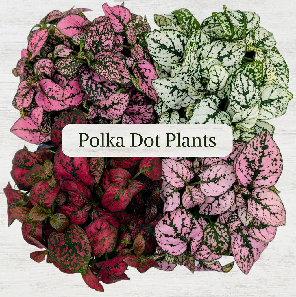Polka Dot Plant Collection (4-Pack) - House Plants Indoors Live, Air Purifying Live Indoor House Plants, (Red, White
