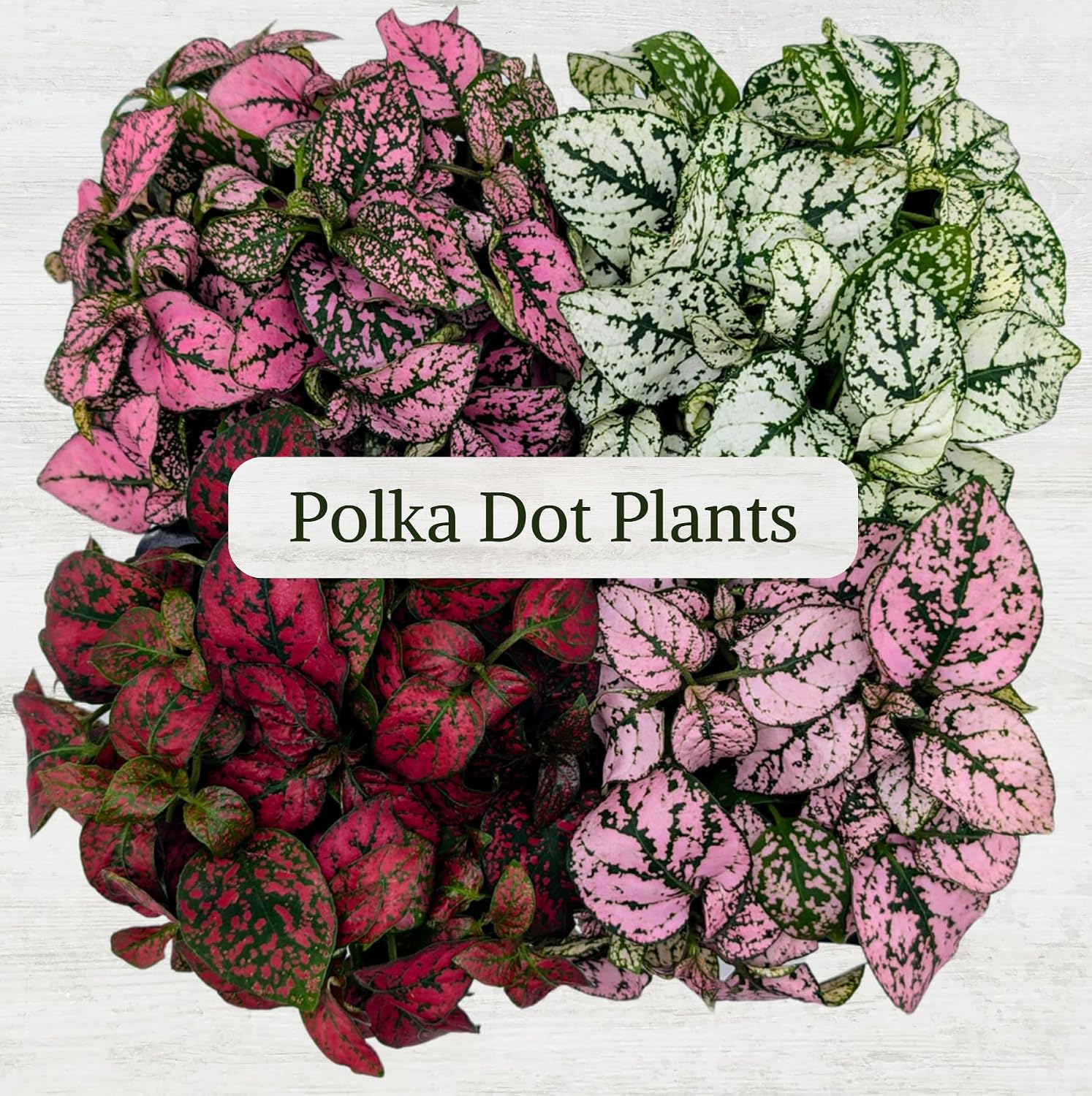 Polka Dot Plant Collection (4-Pack) - House Plants Indoors Live, Air Purifying Live Indoor House Plants, (Red, White