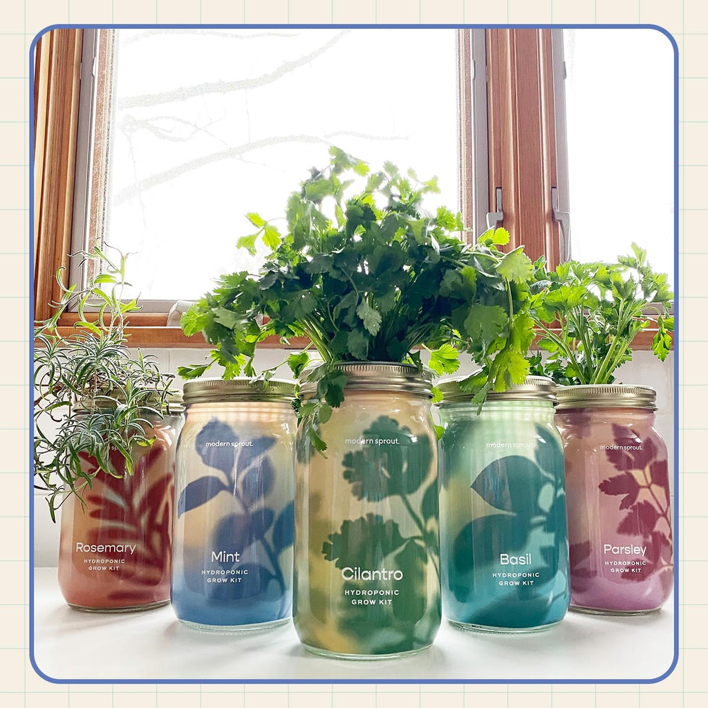 Modern Sprout MasonJar+Replant Kit-Self-Watering Hydroponic System-Lavender | Growing System Kit w/Organic Herb Seeds