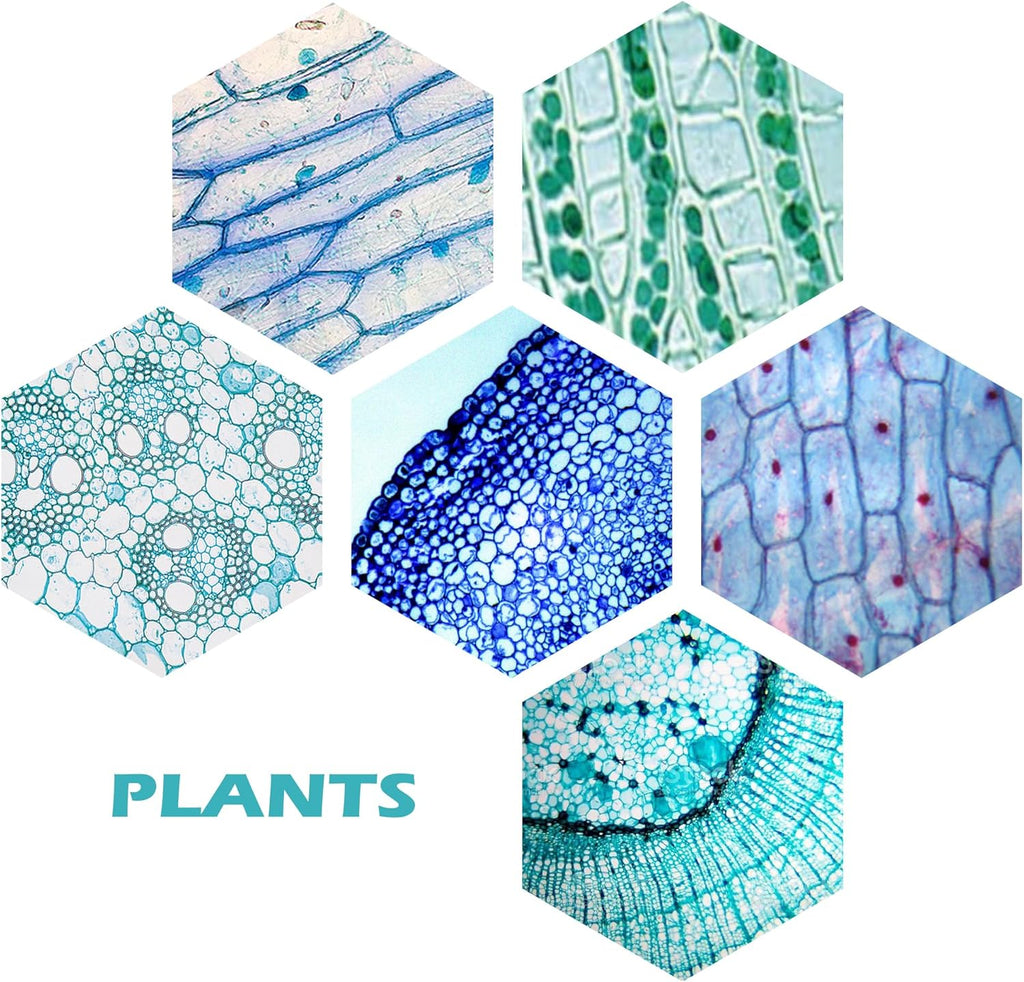 200 Packs Microscope Slides, 100 Plants & 100 Animal Tissues Includes Labels and Case for Biological Science Education