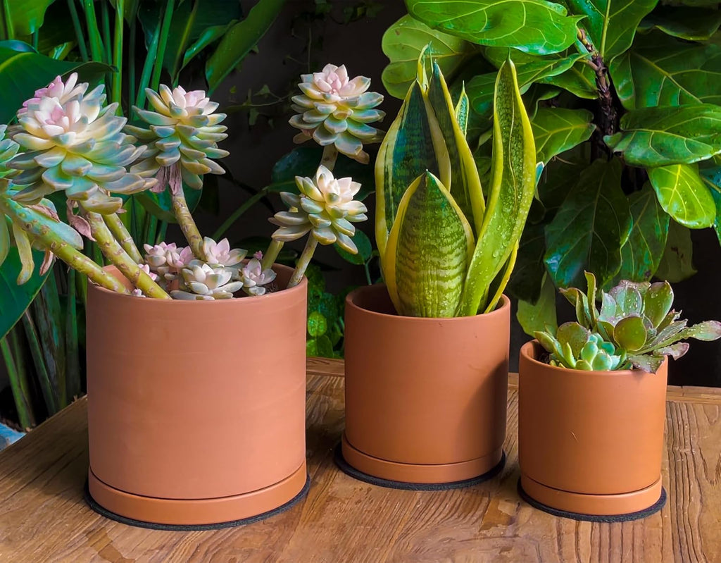 D'vine Dev 3-Pack Classic Terracotta Pots & Saucers, 4/5/6 in, 40-T-A-0 | Cylinder Shape, Timeless Style, Unglazed