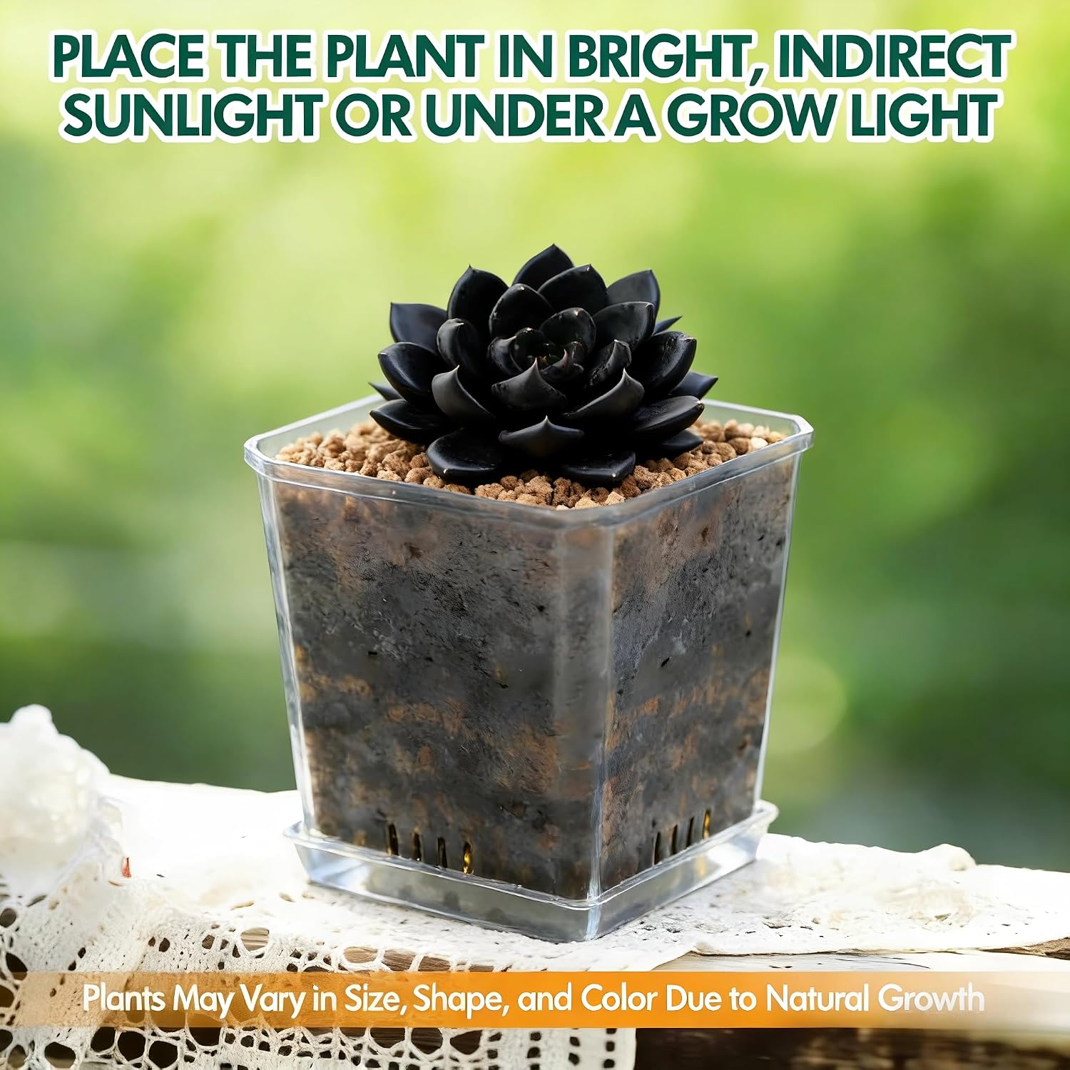 Live Succulent Plant – Echeveria Black Knight with Mini Gardening Tools – Small Easy Care Houseplant for Indoor &