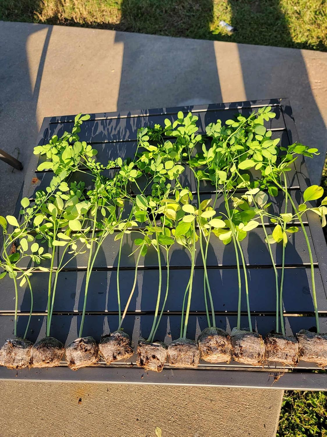 Moringa Plants 10 Moringa Trees Live Saplings - PKM1 Variety - Natural Herbs - with Free Moringa Seeds - Drumstick Tree