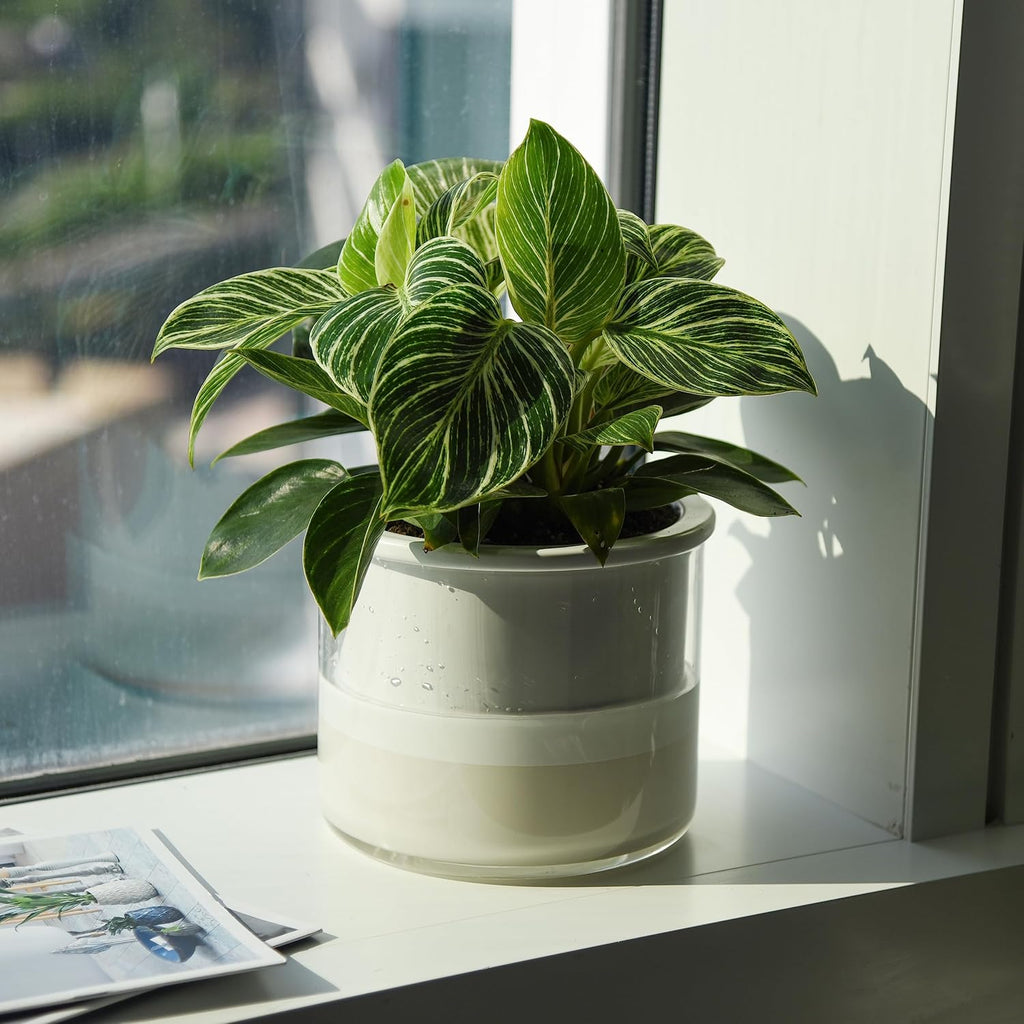Phoenix Vine 6 Inch Self Watering Planter, Design White Terracotta Pot for Plants, Indoor Cylinder Terra Cotta Pot with