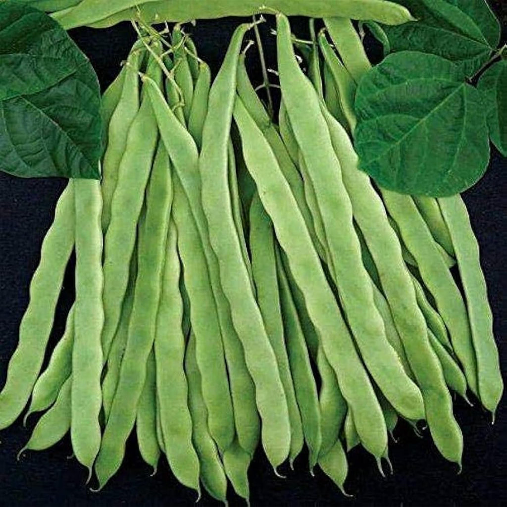 Park Seed 3 Sisters Collection – Grow Corn, Beans & Squash Together for Mutual Support, Includes Ambrosia Corn, Algarve