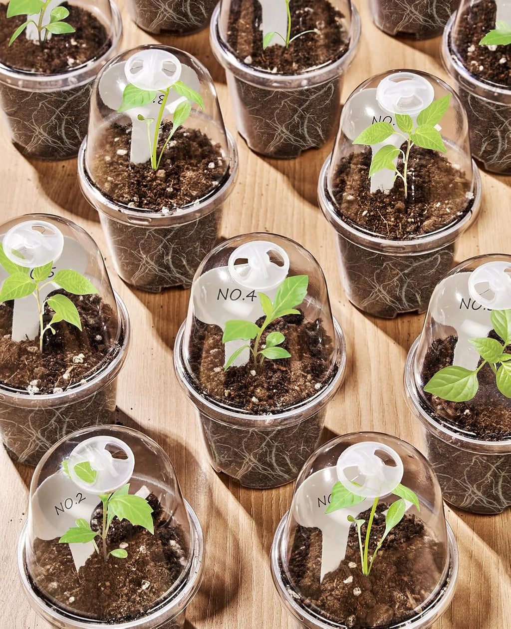 3/4/5 Inch Clear Nursery Pots with Domes for Propagation (15 Pcs) | Unique drainage holes and raised bases improve