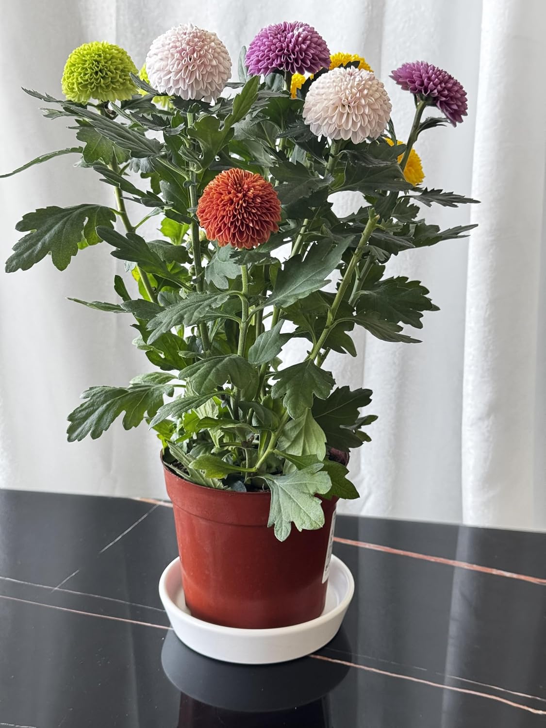 Ceramic Plant Saucer Tray 4 Pcs 4 5 Inch White, 5" OD x4.25 ID x1.18 Deep| Round Sturdy Heavy Duty Glazed Bevel Planter