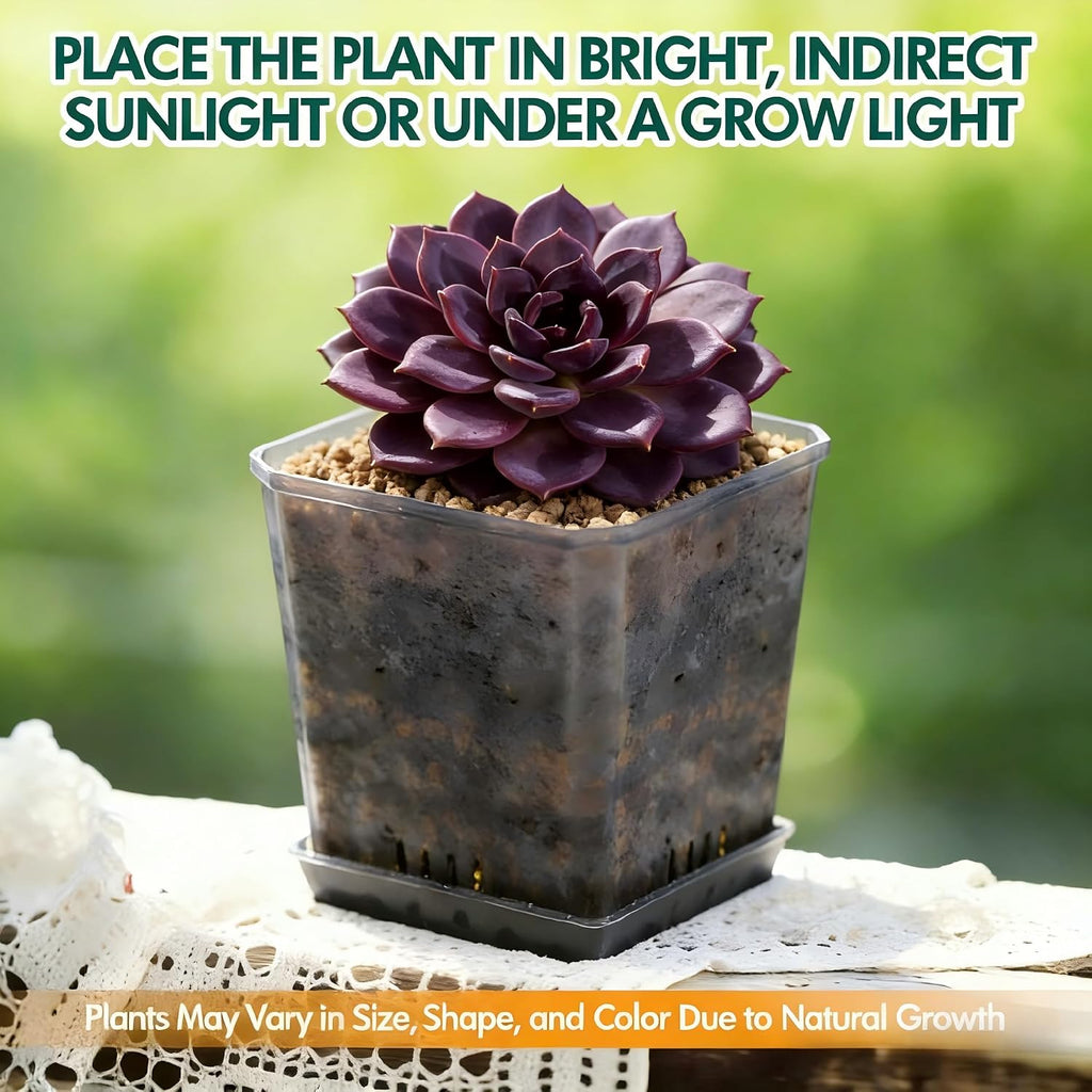 Live Succulent Plant – Echeveria Black Mamba with Mini Gardening Tools – Small Easy Care Houseplant for Indoor &