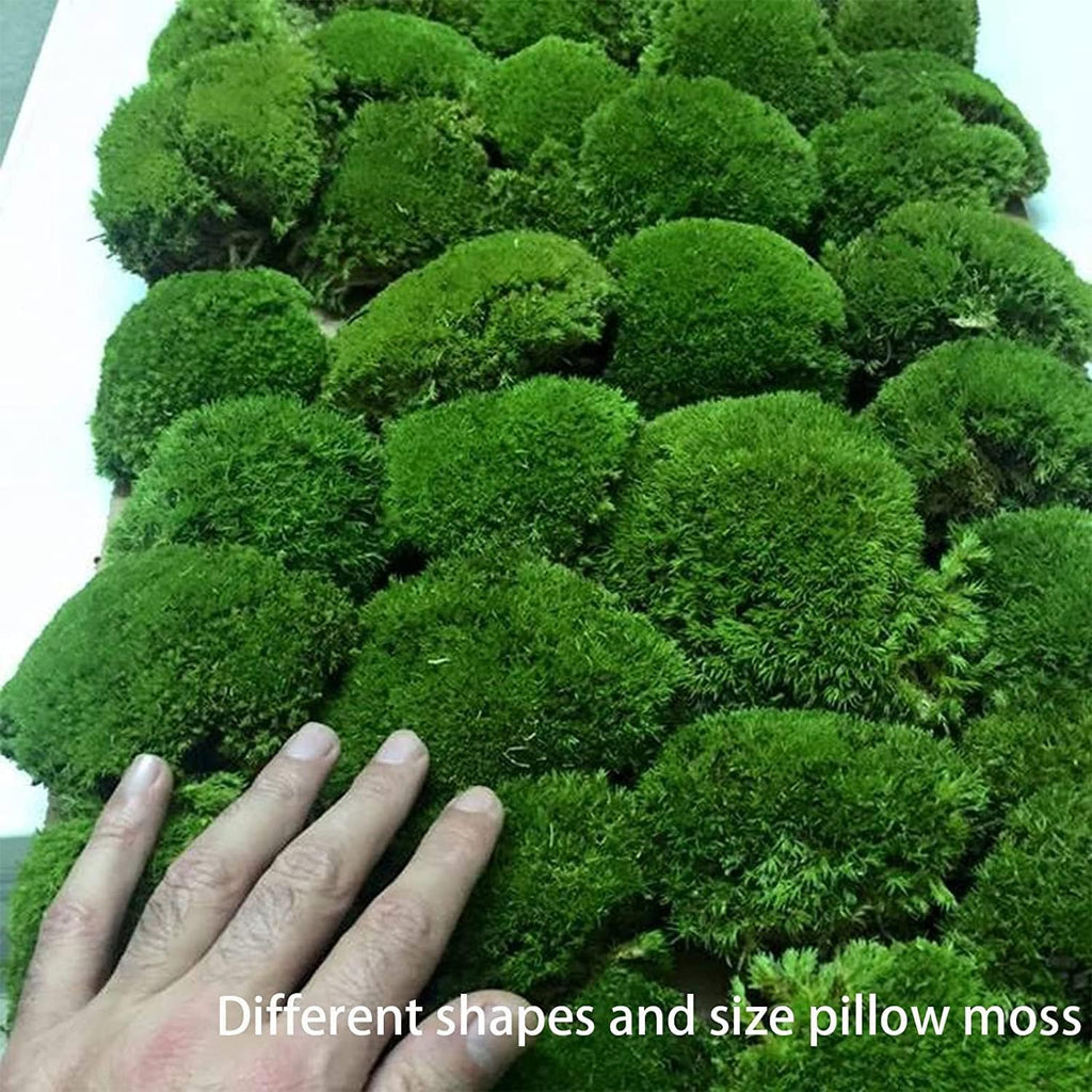 Preserved Pole Moss Pillow Bun Cushion Natural Green Decorative Real Natural Green DIY Kit Terrariums Gardenning Art