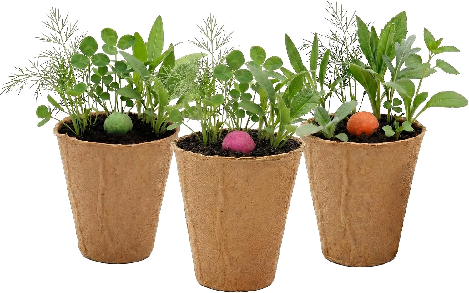 BUZZY Seeds Wildflower Seed Ball Cup 6-Pack – Over 50 Seeds Per Ball, Colorful Decorative Seed Balls in Biodegradable