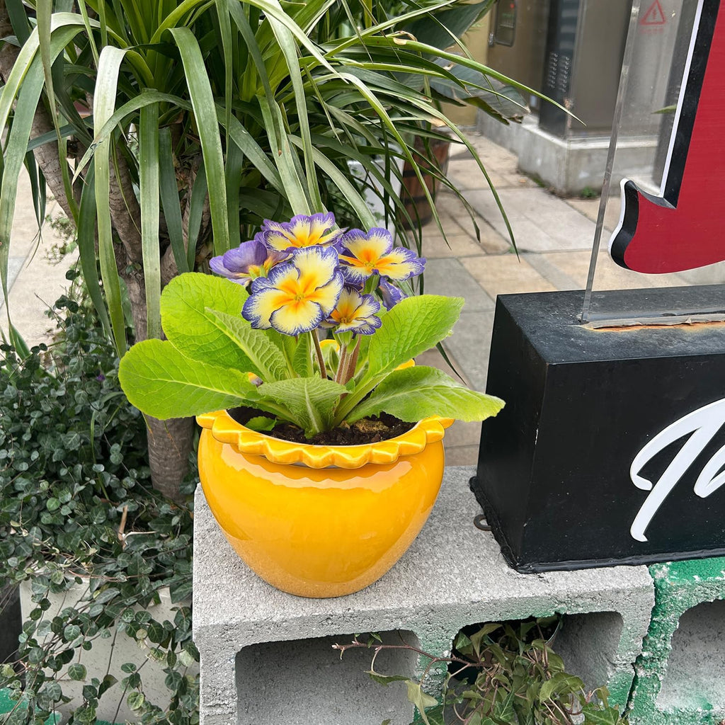 8in Self Watering Terracotta Planter - Yellow Ceramic Pot Maintenance Plant Seeder Planter for Indoor Plants African