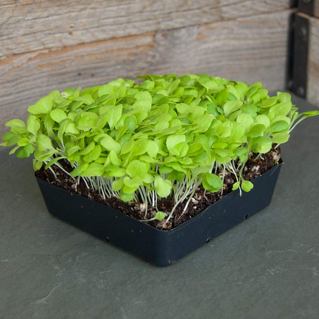Mountain Valley Seed Co Lettuce Microgreens Seeds - 1 Lb ~400,000 Seeds | Grow Non-GMO Micro Lettuce & Baby Salad