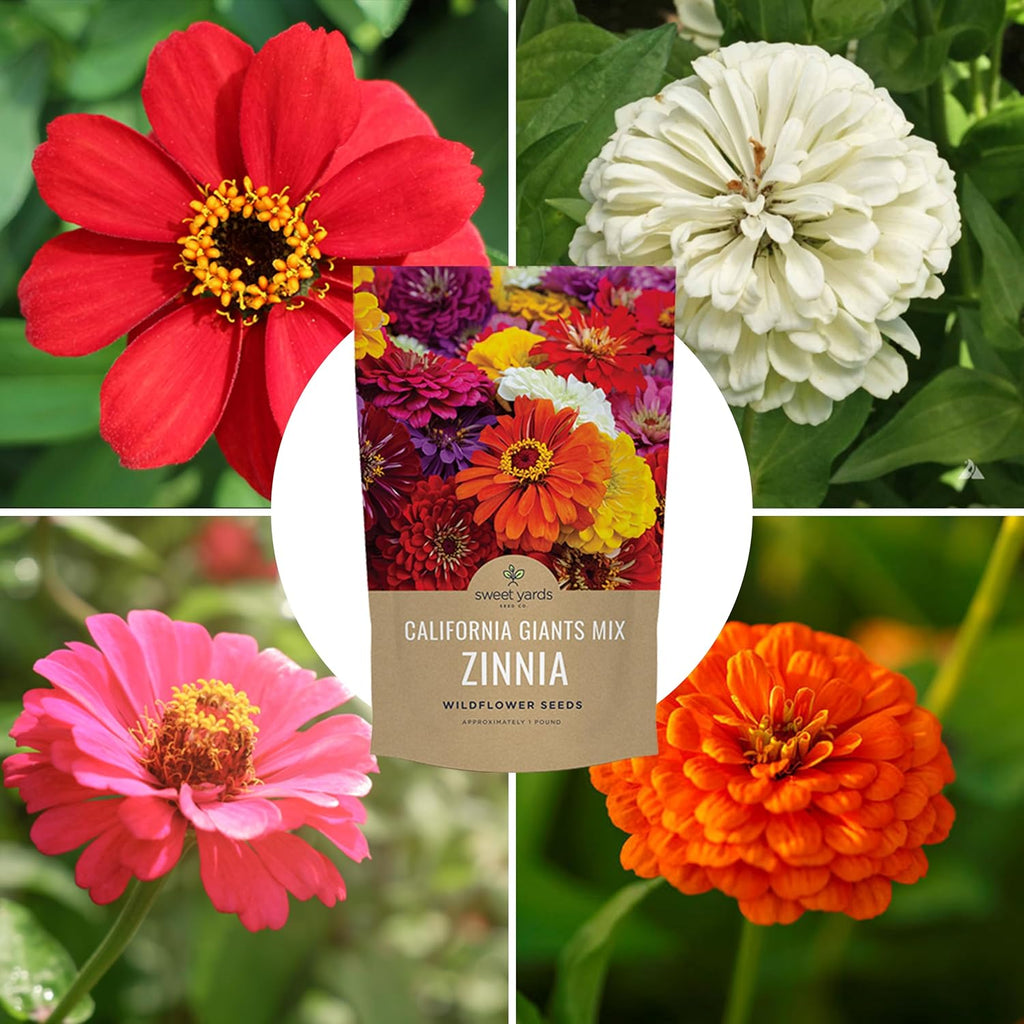 Bulk Zinnia Seeds - California Giants Mix - 1 Pound Bag Over 48,000 Flower Seeds - Mixed Colors and Large Blooms
