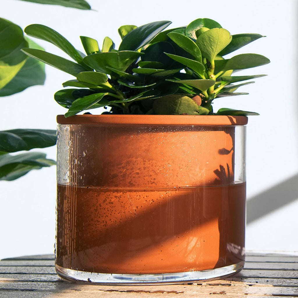 Phoenix Vine 6 Inch Self Watering Plants Pot, Design Terracotta Pot for Plants, Indoor Cylinder Terra Cotta Planter