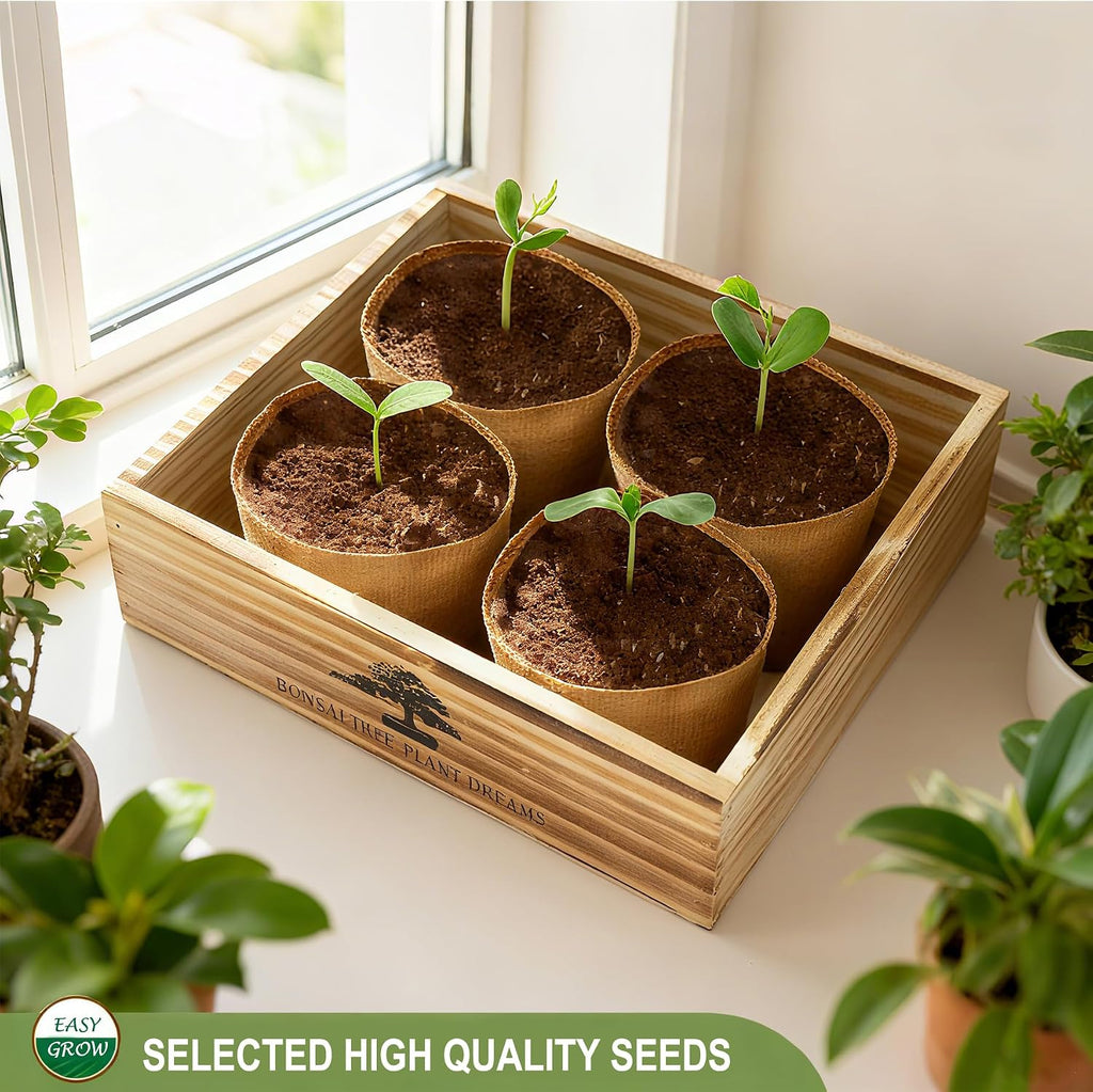 Bonsai Tree Starter Kit for Beginners - Indoor Live Plant Gardening Adult Craft DIY Kits - Unique Christmas, Birthday
