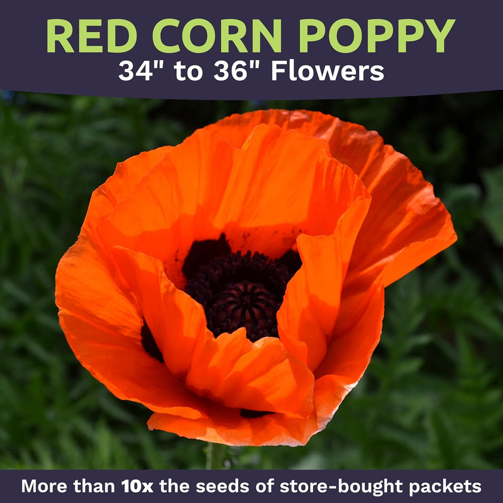 Red Poppy Seeds for Planting - Bulk 1 Pound Bag - Over 3,200,000 Wildflower Seeds