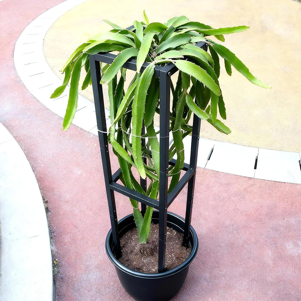 48" Dragon Fruit Trellis Durable Metal Support for Climbing Plants | Premium Durable Plant Accessories for Gardeners