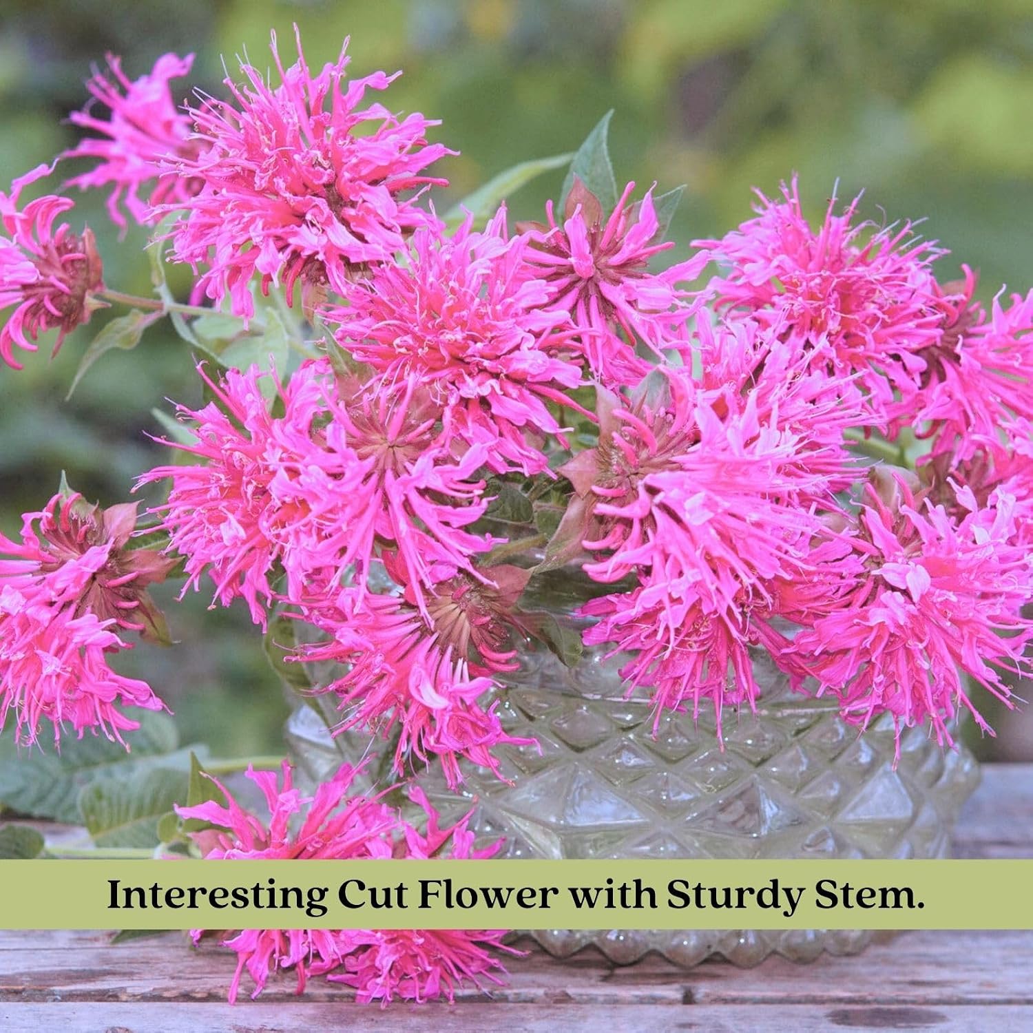 Clovers Garden Bee Balm Balmy Lilac (Monarda) Plants – Two (2) Live Plants – Non-GMO - Not Seeds - Each 4" to 8" Tall –