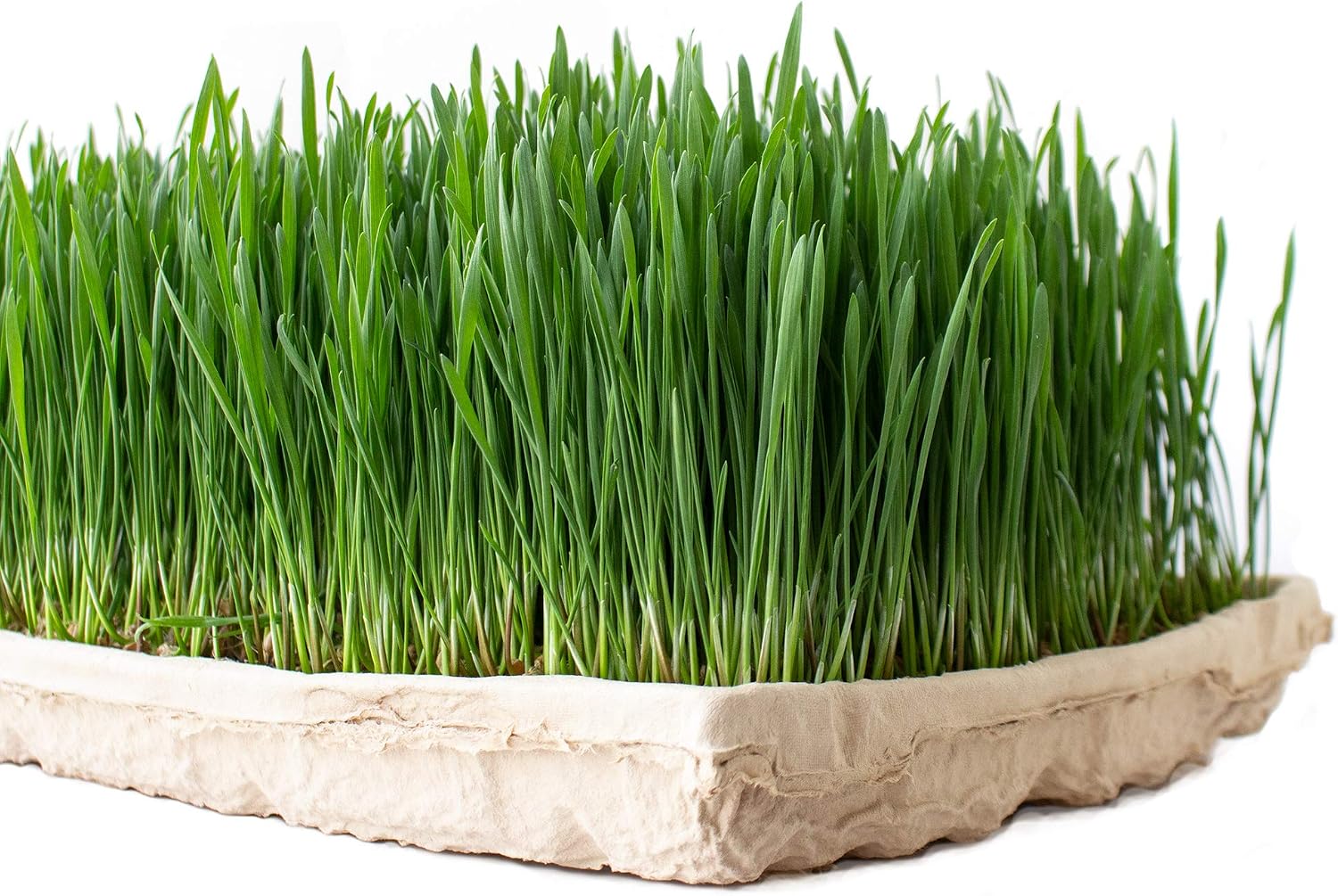 Handy Pantry True Microgreen Tray - ECO Compostable Plant Growing Trays - Single Use Stiff Paper Growing Flats with